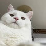 Avatar de Iván Domínguez